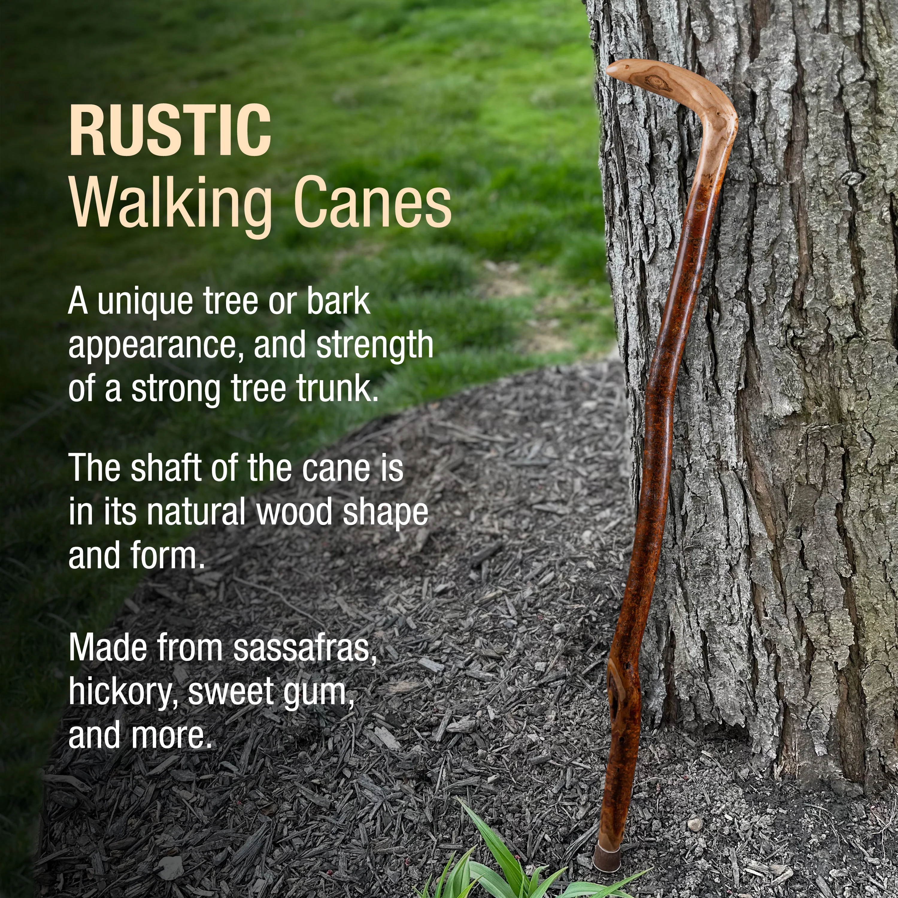 Assorted Hardwood Root Rustic Walking Cane - Image 5